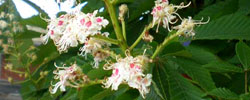 Care of the tree Aesculus indica or Indian horse-chestnut.
