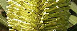 Care of the plant Banksia integrifolia or Coast banksia.