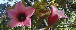 Cuidados del árbol Brachychiton discolor o Brachichito rosa.