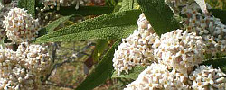 Cuidados de la planta Buddleja saligna o Falso olivo