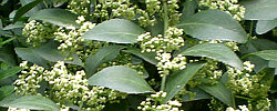 Cuidados de la planta Bursaria spinosa u Olivo australiano.