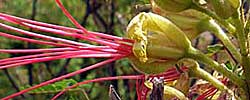 Cuidados de la planta Caesalpinia gilliesii o Poinciana.