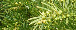 Cuidados de la planta Cephalotaxus fortunei o Tejo de Fortune.
