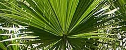 Care of the tree Chamaerops humilis or European fan palm.