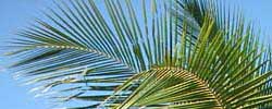 Cuidados de la planta Cocos nucifera, Cocotero o Palma de coco.