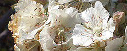 Cuidados de la planta Dombeya rotundifolia o Pera silvestre de Sudáfrica.