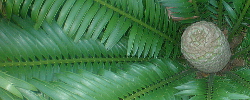 Care of the cycad Encephalartos lebomboensis or Lebombo cycad.
