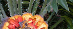 Cuidados de la planta Encephalartos natalensis o Cica de Natal.