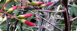 Care of the tree Fouquieria splendens or Candlewood.