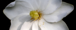 Care of the plant Gardenia thunbergia or White Gardenia.