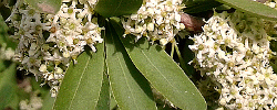 Care of the plant Gymnosporia buxifolia or Common spikethorn.