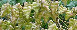 Care of the plant Koelreuteria paniculata or Golden Rain tree.