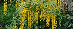 Cuidados de la planta Laburnum alpinum o Lluvia de oro.