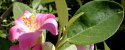 Care of the plant Lagunaria patersonii or Primrose tree.