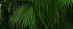 Care of the palm Livistona chinensis or Chinese fan palm.