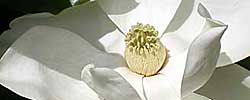 Care of the plant Magnolia grandiflora or Southern Magnolia.