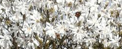 Cuidados de la planta Magnolia stellata o Magnolia estrellada.