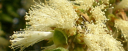 Cuidados del árbol Melaleuca styphelioides o Prickly paperbark.