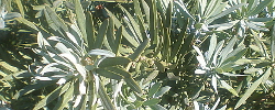 Cuidados de la planta Podocarpus elongatus o Breede River Yellowwood.