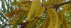 Care of the plant Prosopis chilensis or Chilean mesquite.