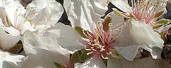 Cuidados de la planta Prunus dulcis o Almendro.