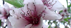 Cuidados de la planta Prunus persica, Melocotonero o Durazno.