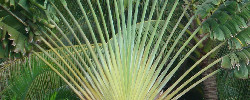 Care of the tree Ravenala madagascariensis or Traveller's tree.