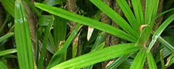 Cuidados de la planta Rhapis excelsa, Rapis o Palma bambú.