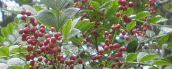 Care of the plant Schinus terebinthifolia or Brazilian peppertree.