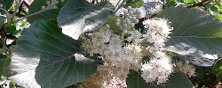 Care of the plant Sorbus aria or Common whitebeam