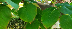 Care of the plant Tilia oliveri or Chinese White Lime.