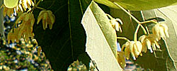 Cuidados del árbol Tilia platyphyllos o Tilo.
