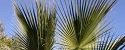Care of the plant Washingtonia filifera or California fan palm.