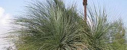 Care of the plant Xanthorrhoea glauca or Grass tree.