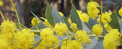 Care of the plant Acacia cultriformis or Knife-leaf wattle.