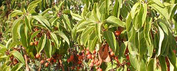 Care of the shrub Arbutus andrachne or Greek strawberry tree.