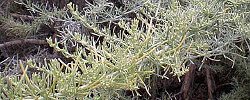 Cuidados de la planta Artemisia californica o Artemisa de California.