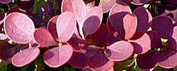Care of the shrub Berberis thunbergii or Japanese barberry.