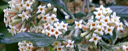 Care of the shrub Buddleja auriculata or Weeping Sage.