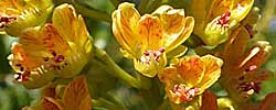 Care of the shrub Caesalpinia spinosa or Tara.