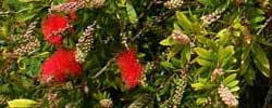 Cuidados del arbusto Callistemon citrinus o Limpiatubos rojo.