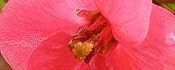 Cuidados de la planta Chaenomeles japonica o Membrillero del Japón.