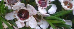 Cuidados del arbusto Chamelaucium uncinatum o Flor de cera.