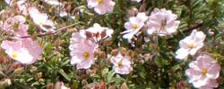 Care of the shrub Cistus parviflorus or Rock Rose.