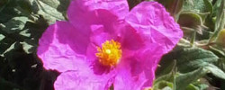 Care of the shrub Cistus x pulverulentus or Magenta Rock Rose.