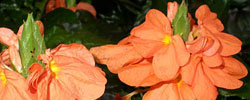 Care of the shrub Crossandra infundibuliformis or Firecracker flower.