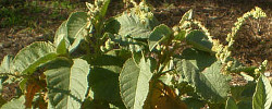 Cuidados de la plantas Croton chilensis o Higuerilla de Paposo.