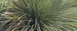 Care of the shrub Dasylirion longissimum or Mexican Grass Tree.
