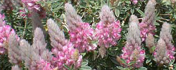 Care of the plant Ebenus cretica or Cretan ebony.