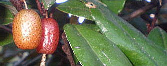 Cuidados de la planta Elaeagnus × ebbingei o Eleagno.
